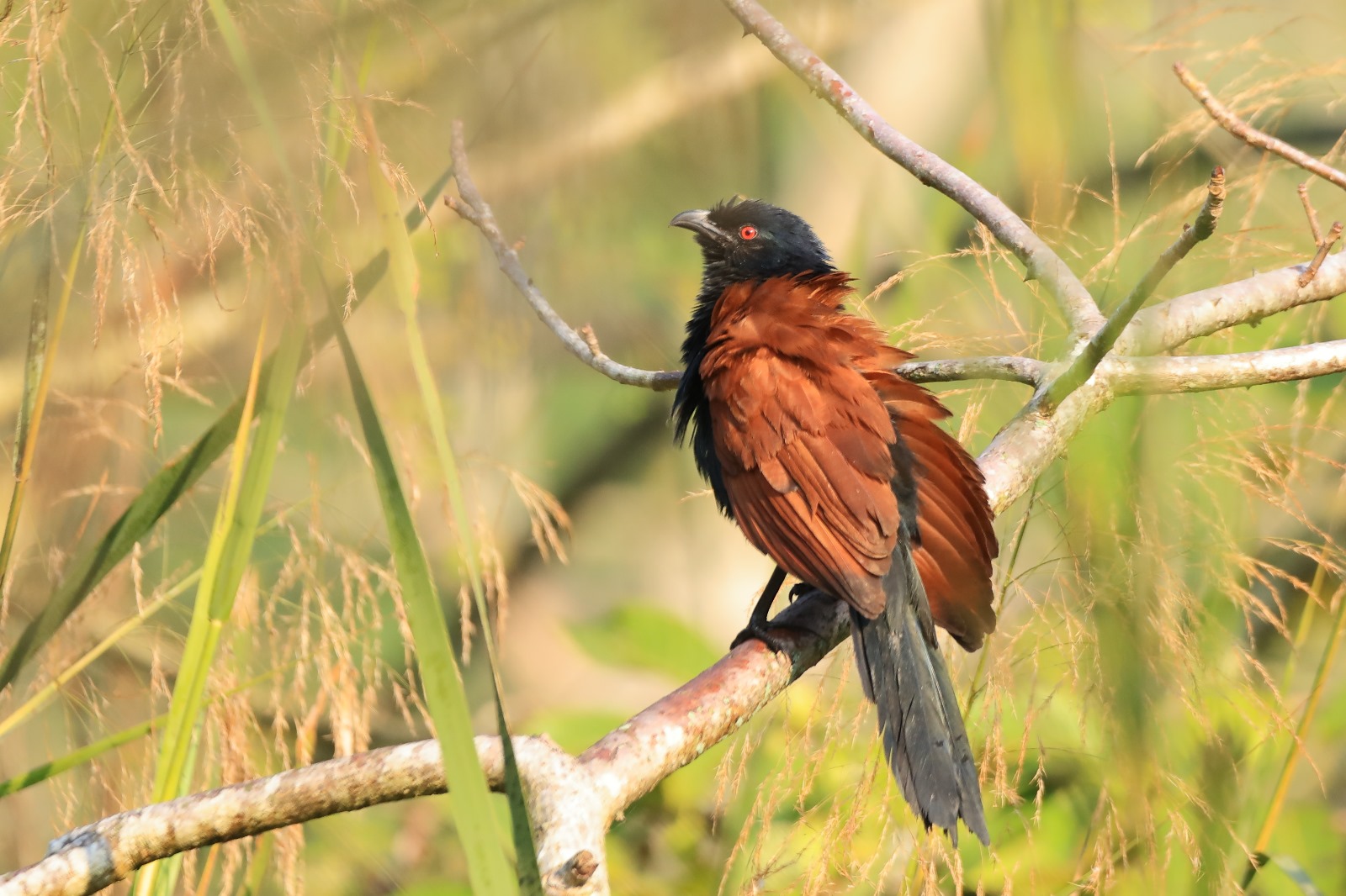 A greater coucal, chestnut-winged and red-eyed, perched among tall reeds