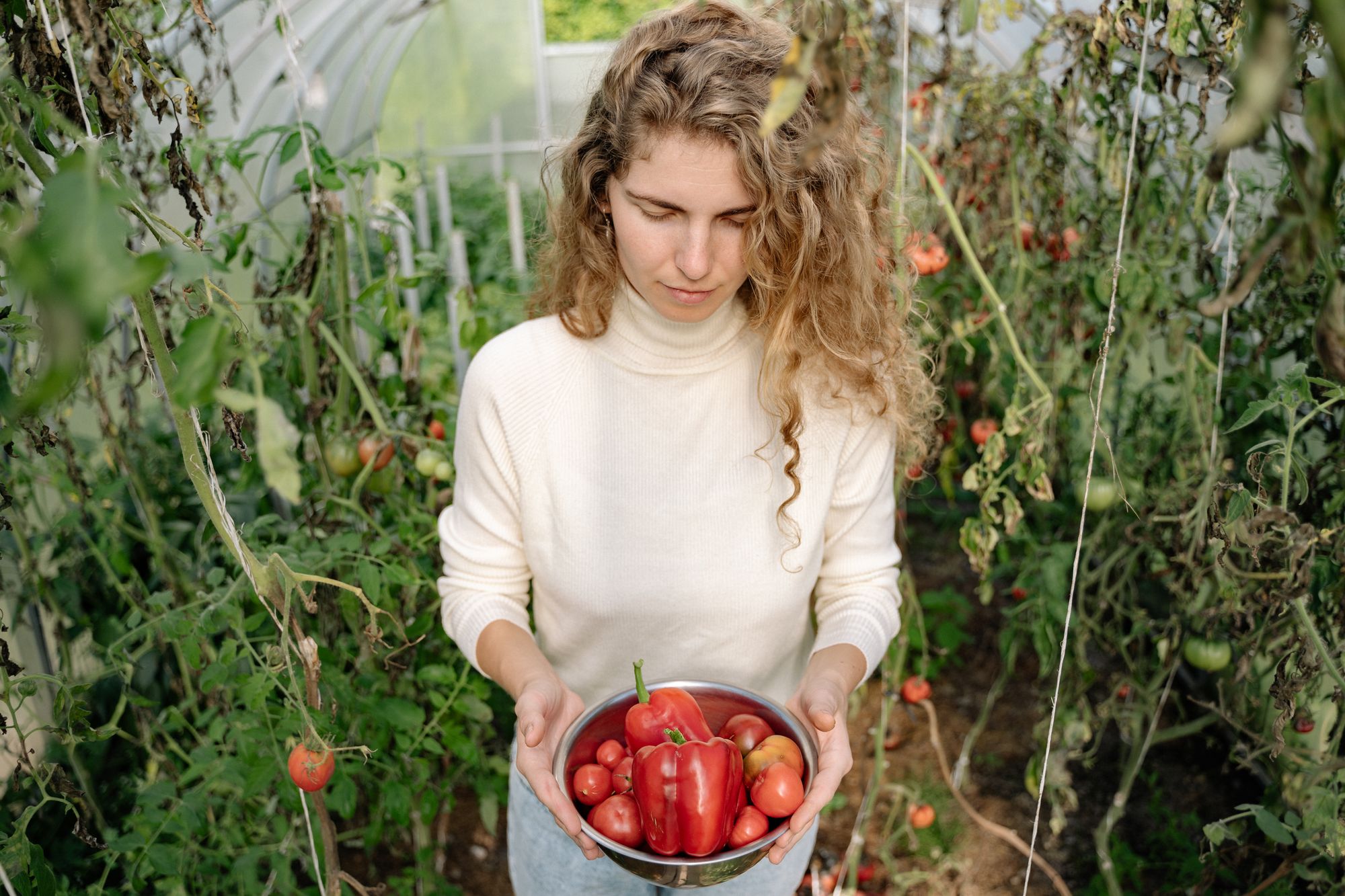 A grower carrying a bowl of just-picked tomatoes and peppers between the rows of a polytunnel